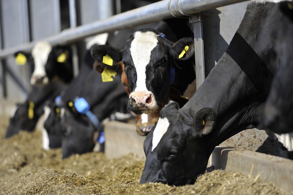 Holstein cows through a feed barrier, some have lowered to feed and two have their heads raised. Copyright AHDB. 